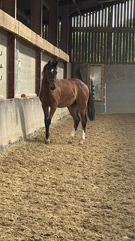 ***OBLAK D'ORPHEE*** Poulain SF né le 12/05/24