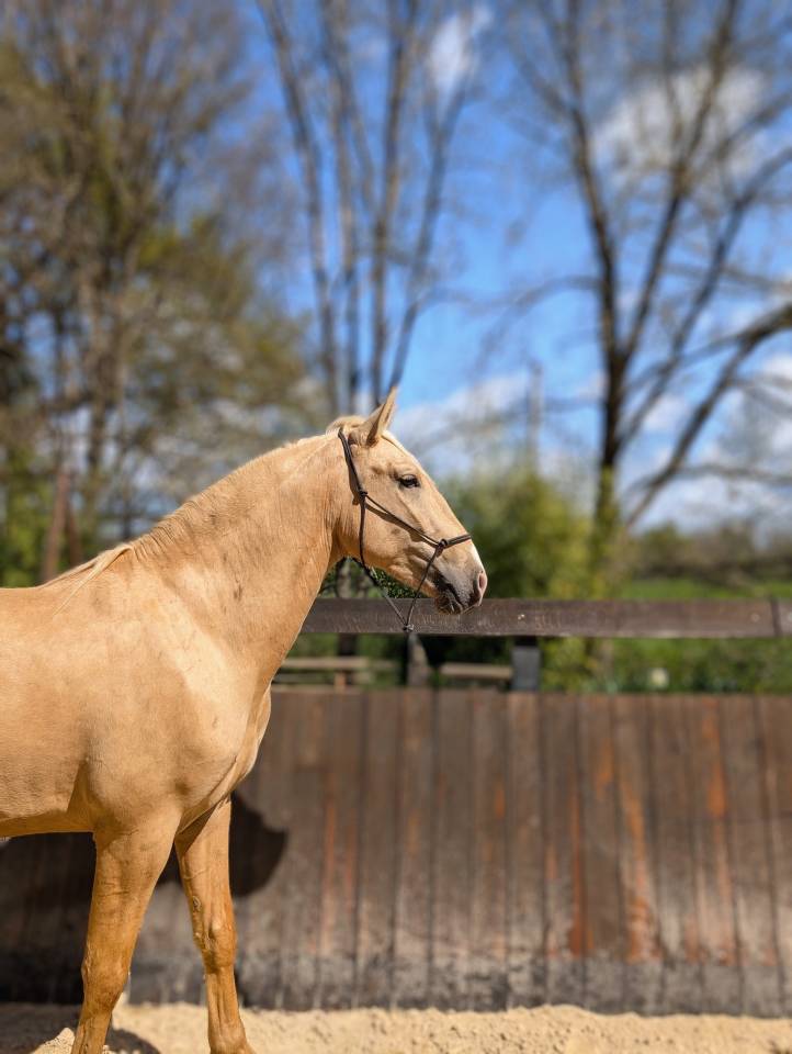 OTE OLIVARES , PRE à la robe palomino 3 ans 
