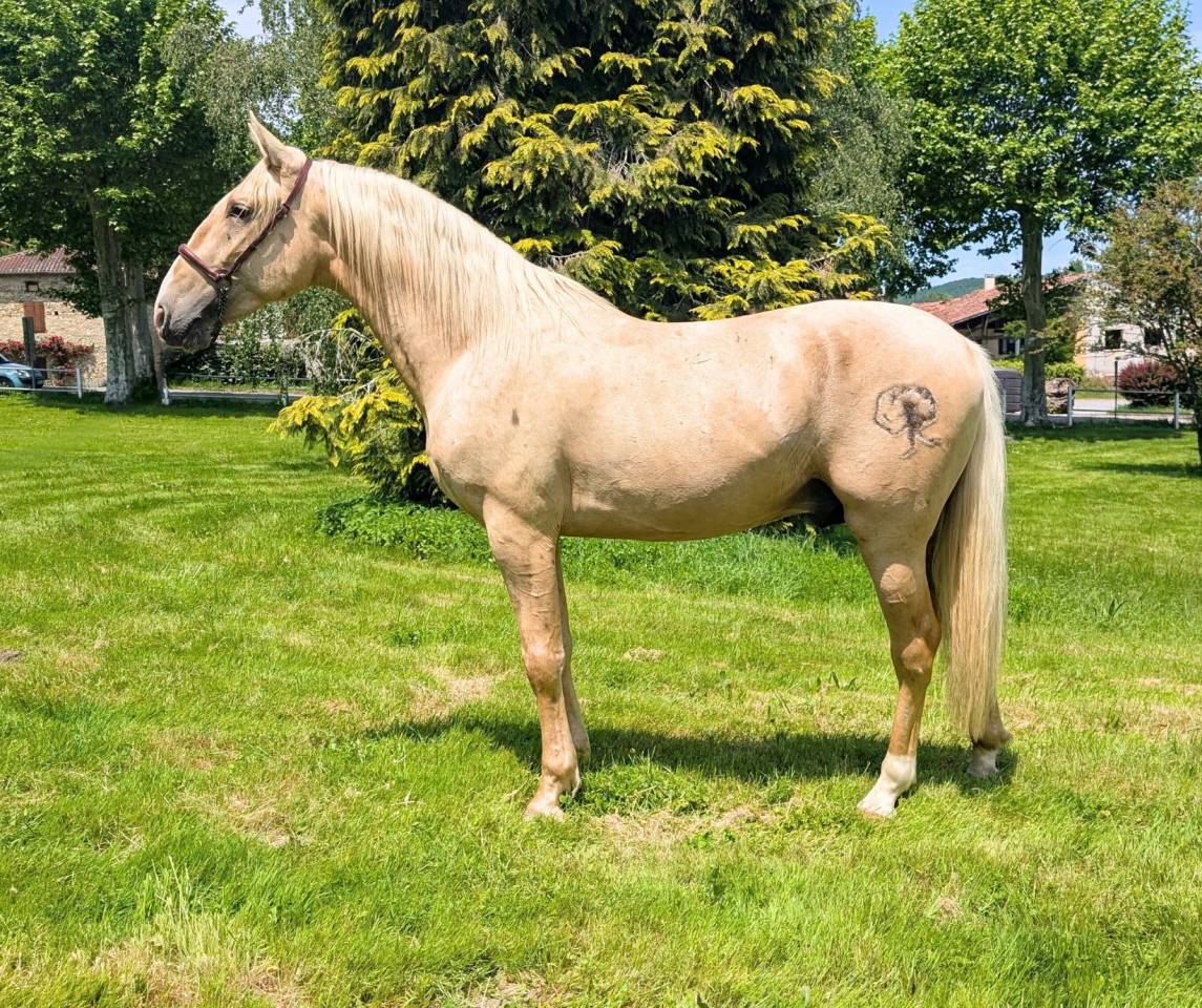 OTE OLIVARES , PRE à la robe palomino 3 ans 