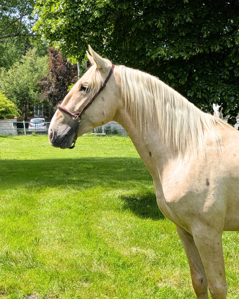 OTE OLIVARES , PRE à la robe palomino 3 ans 