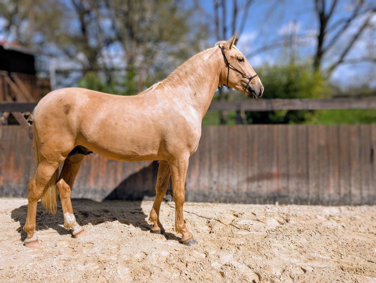 OTE OLIVARES , PRE à la robe palomino 3 ans 