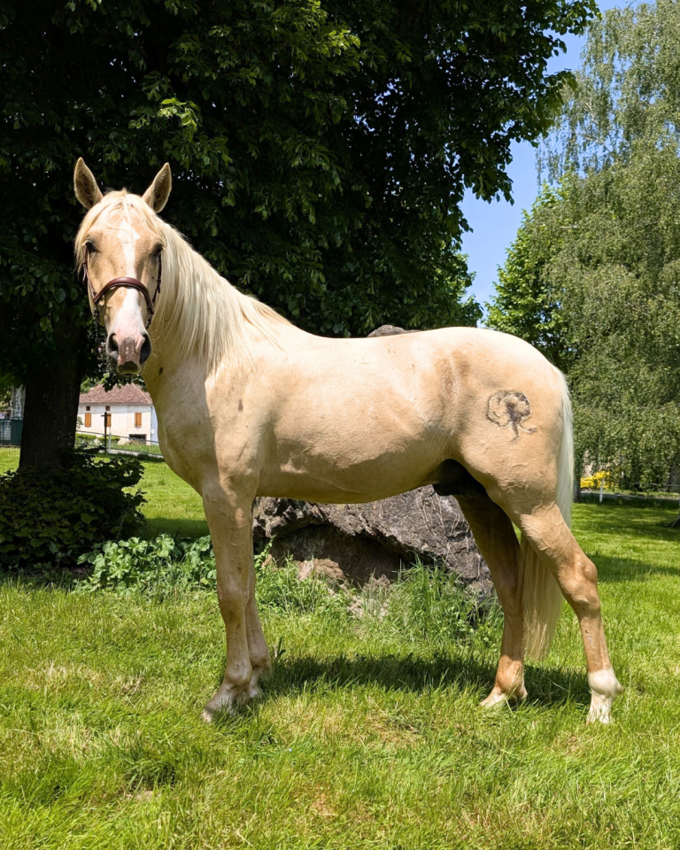 OTE OLIVARES , PRE à la robe palomino 3 ans 