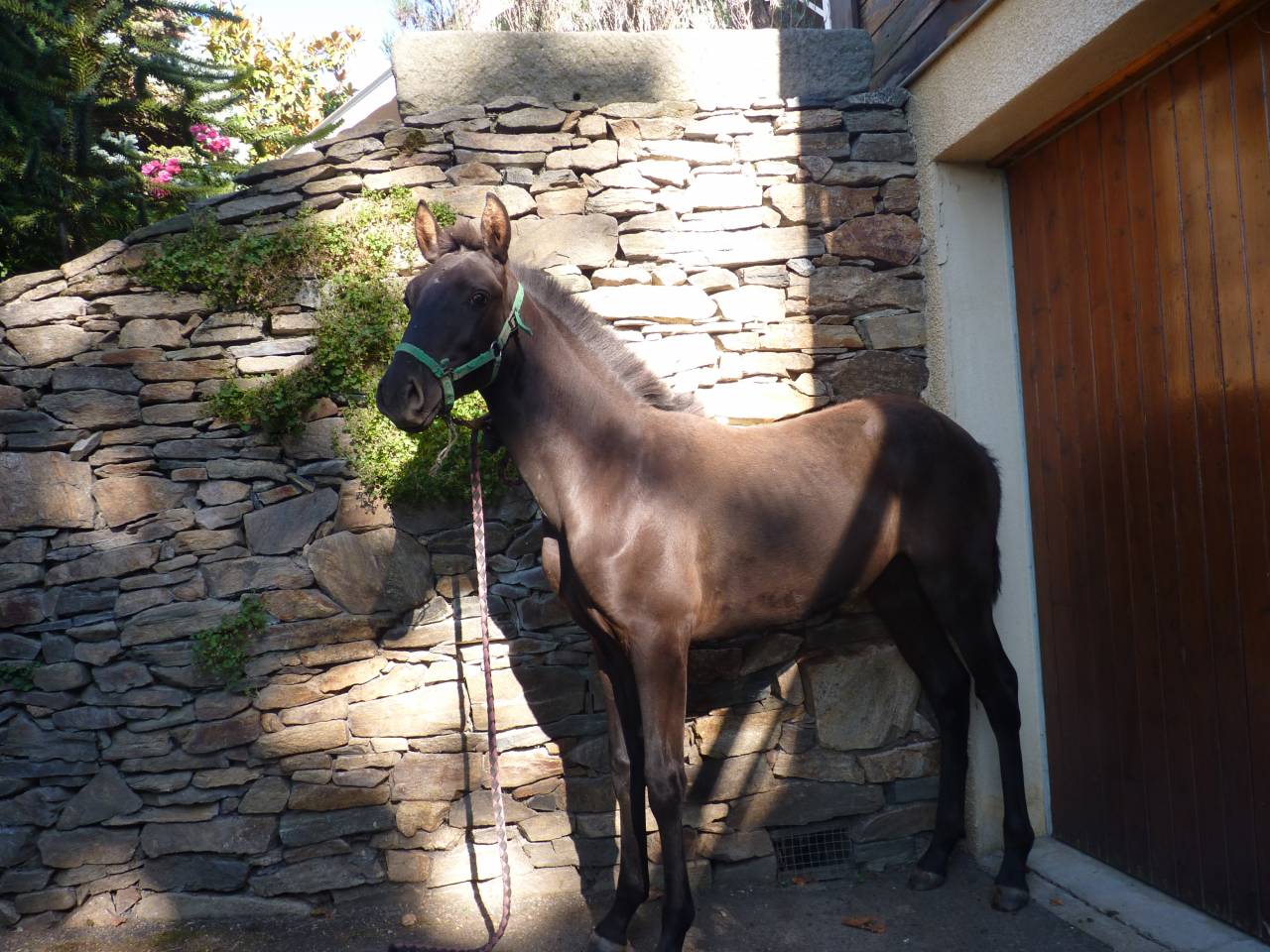 poulain lusitanien  p.p  a réserver encore sous la mère