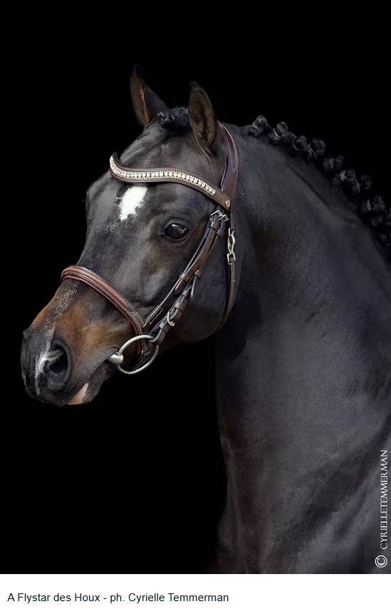 Foal mâle PFS pour sport et/ou repro