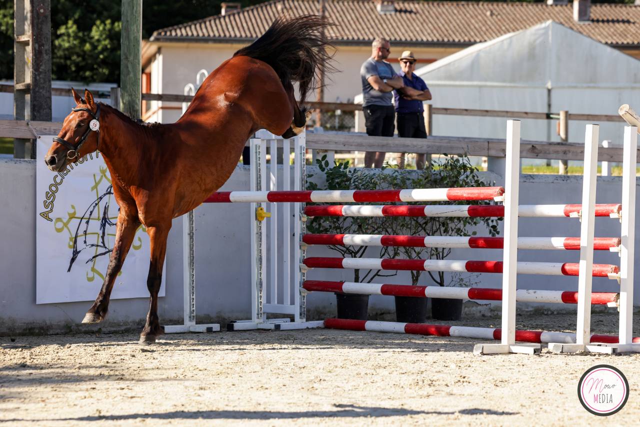PONEY FRANCAIS DE SELLE 