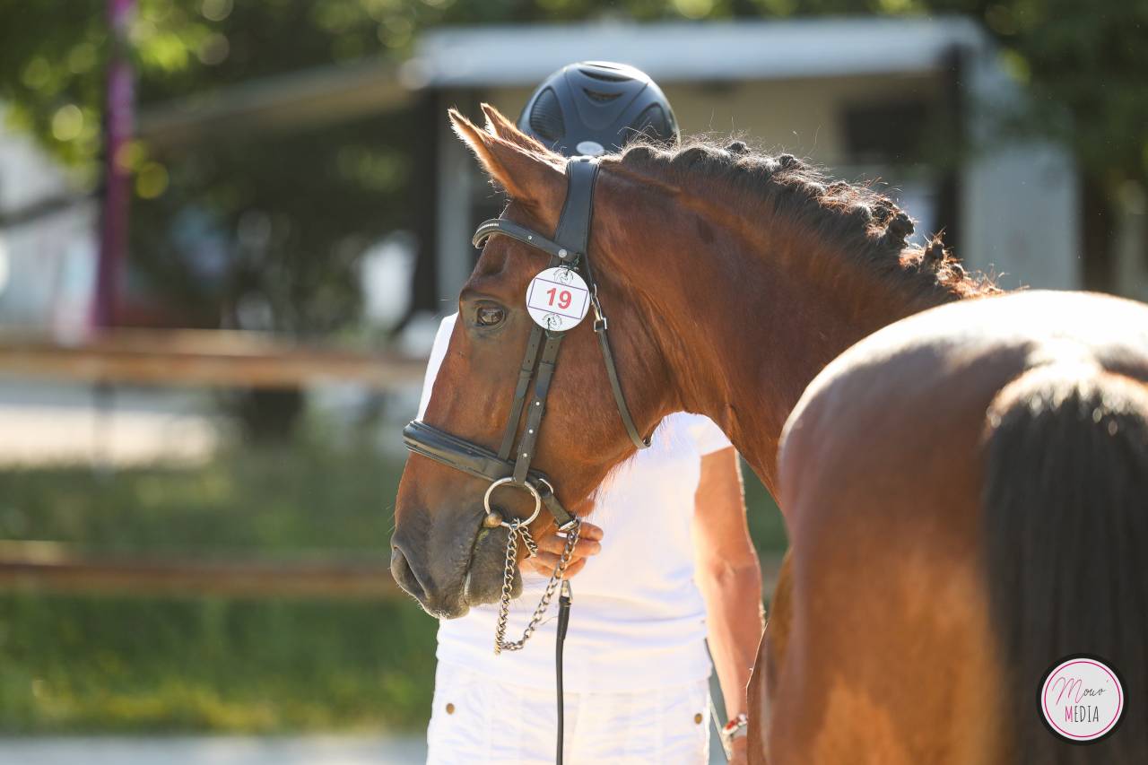 PONEY FRANCAIS DE SELLE 