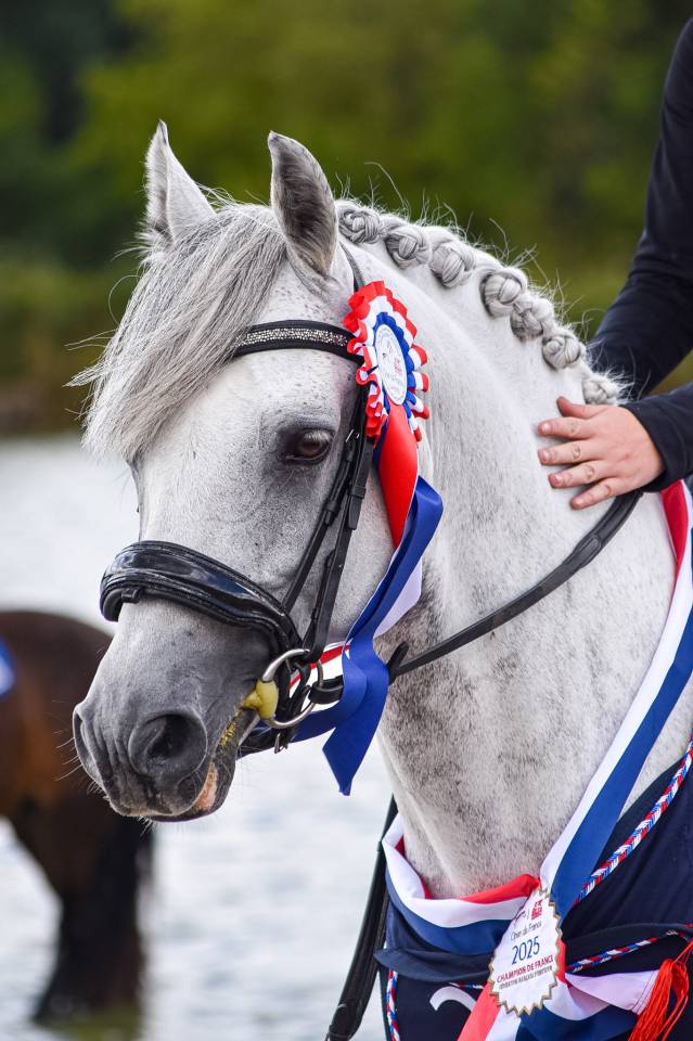 PONEY ÉTALON CCE CHAMPION DE FRANCE P ÉLITE D JUNIOR