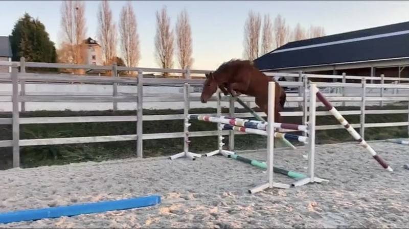 Jument de sport 5 ans par Cicero Z x Corland