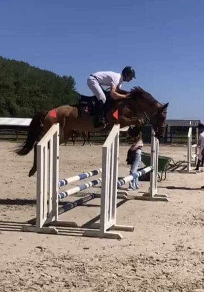Jument de sport 5 ans par Cicero Z x Corland