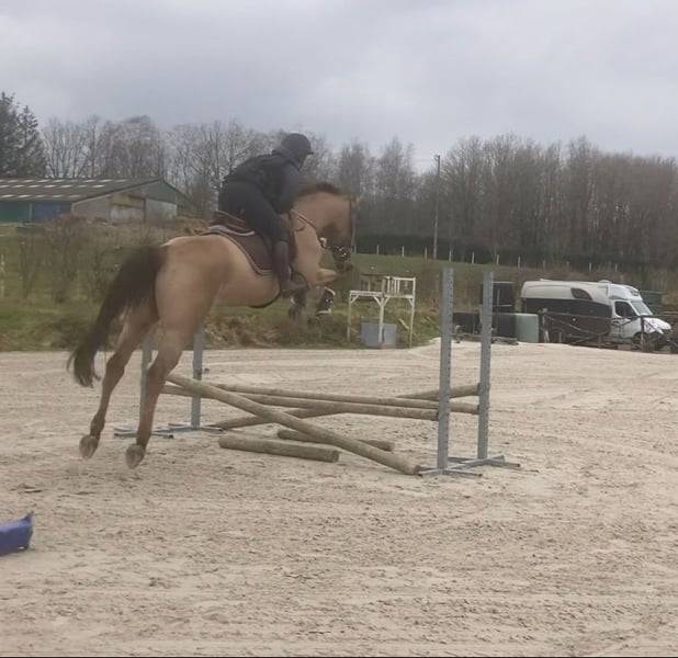 Jument de sport 5 ans par Cicero Z x Corland
