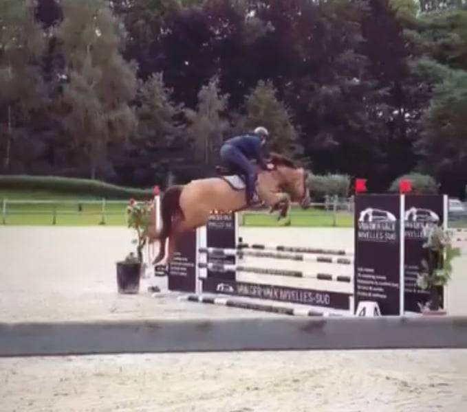 Jument de sport 5 ans par Cicero Z x Corland