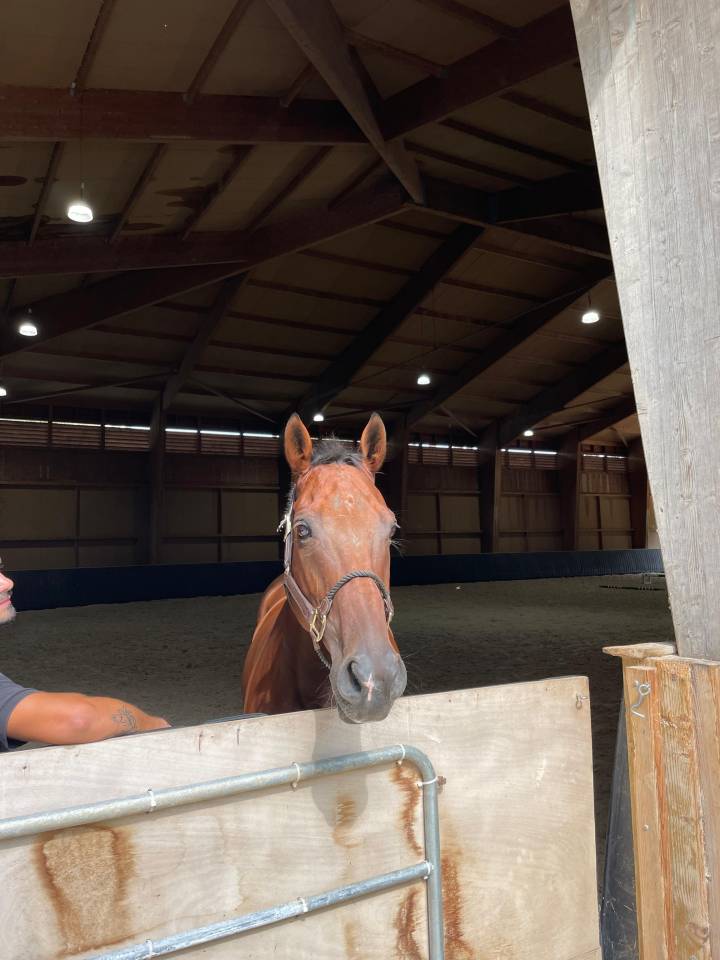 Vente cheval de sport et loisir 