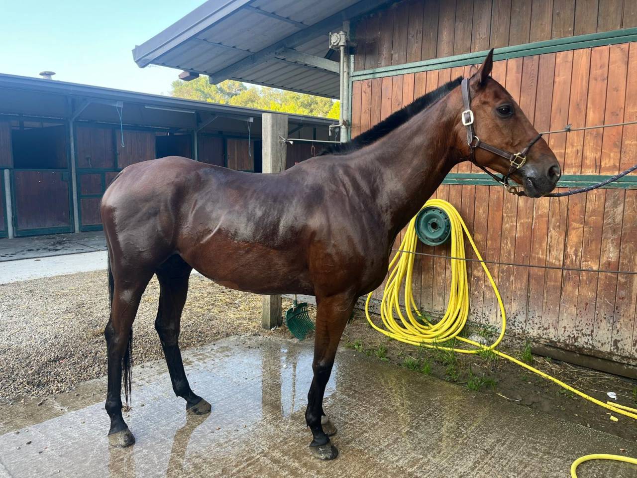 Vente cheval de sport et loisir 