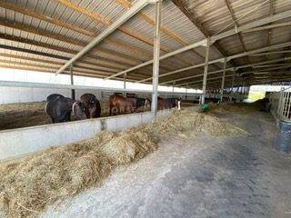 Haras de Reproduction Cl&eacute; en Main sur 52 ha dans le Morbihan (5
