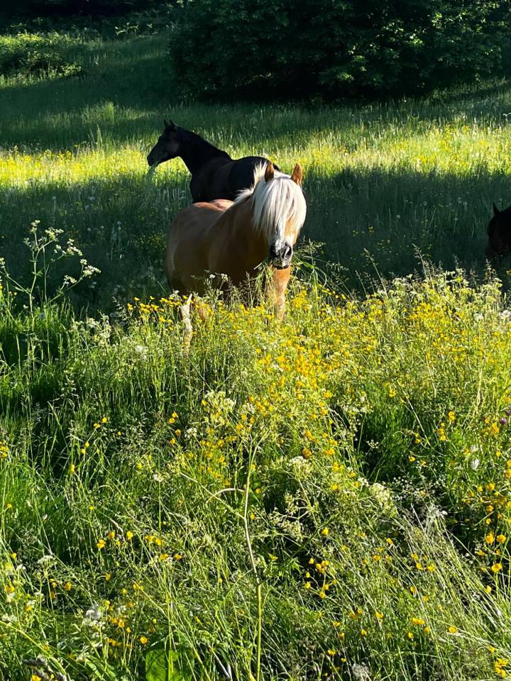 Boxes à louer / Boxen zu vermieten