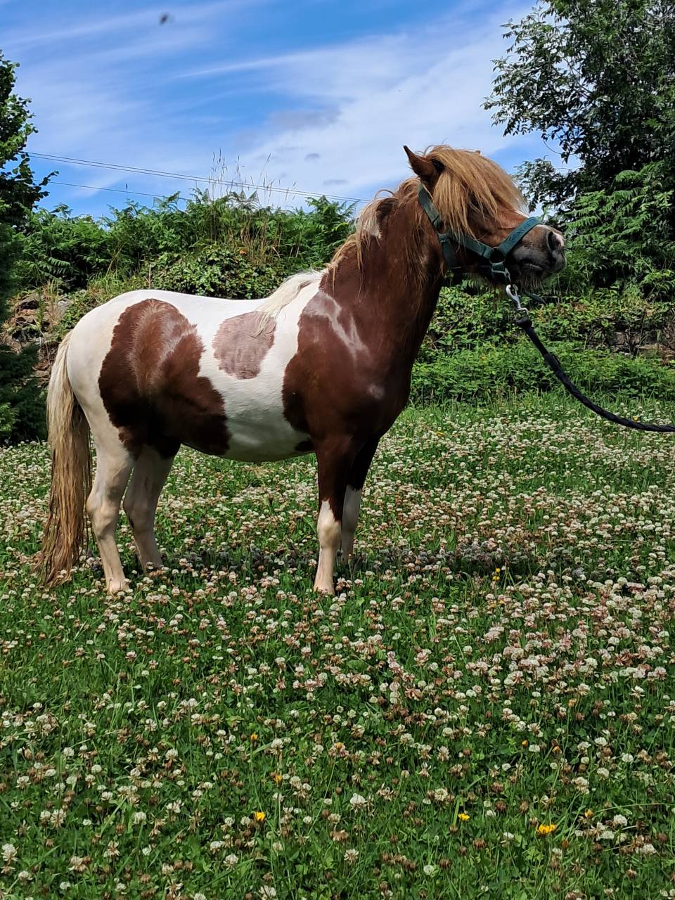 Ponette Shetland 2ans PP 