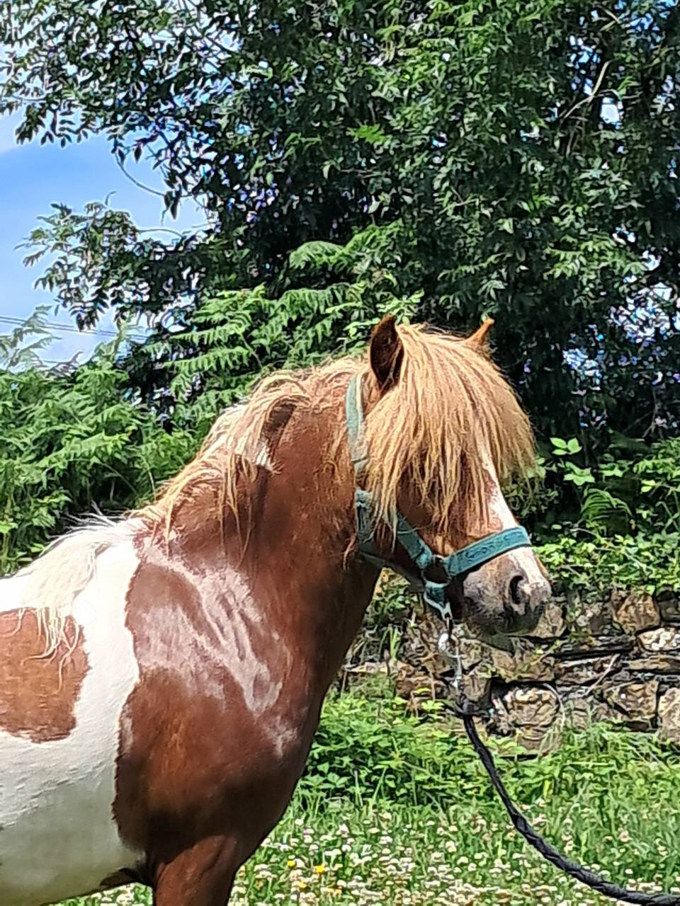 Ponette Shetland 2ans PP 