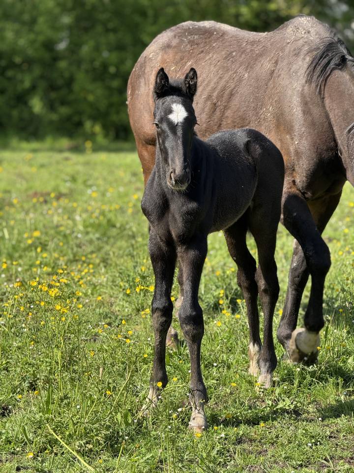 Pygmalion du Valois ( Zuccero x Vigo d'arsouilles)