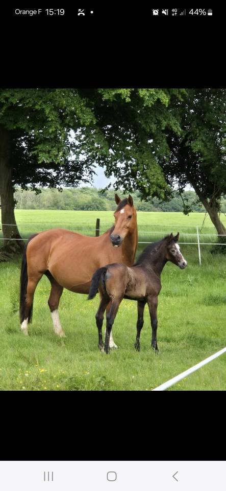 Pouliniere souche 5 etoiles 