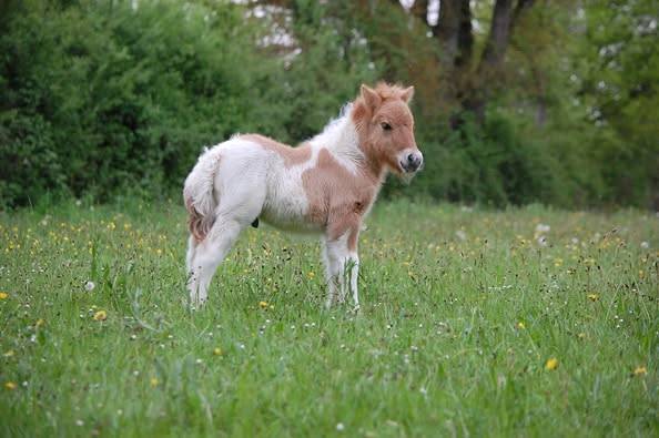 POULAIN SHETLAND PP