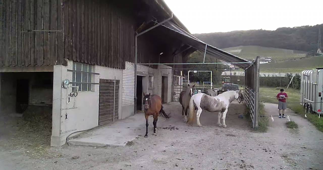 Pension dans ecurie active en troupeau sur herbe