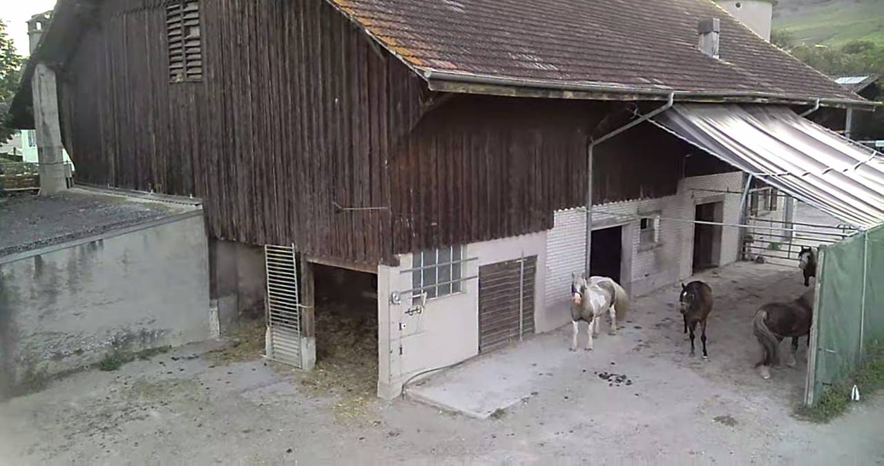 Pension dans ecurie active en troupeau sur herbe