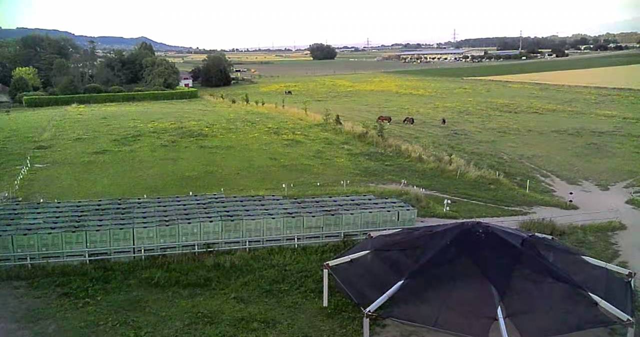 Pension dans ecurie active en troupeau sur herbe