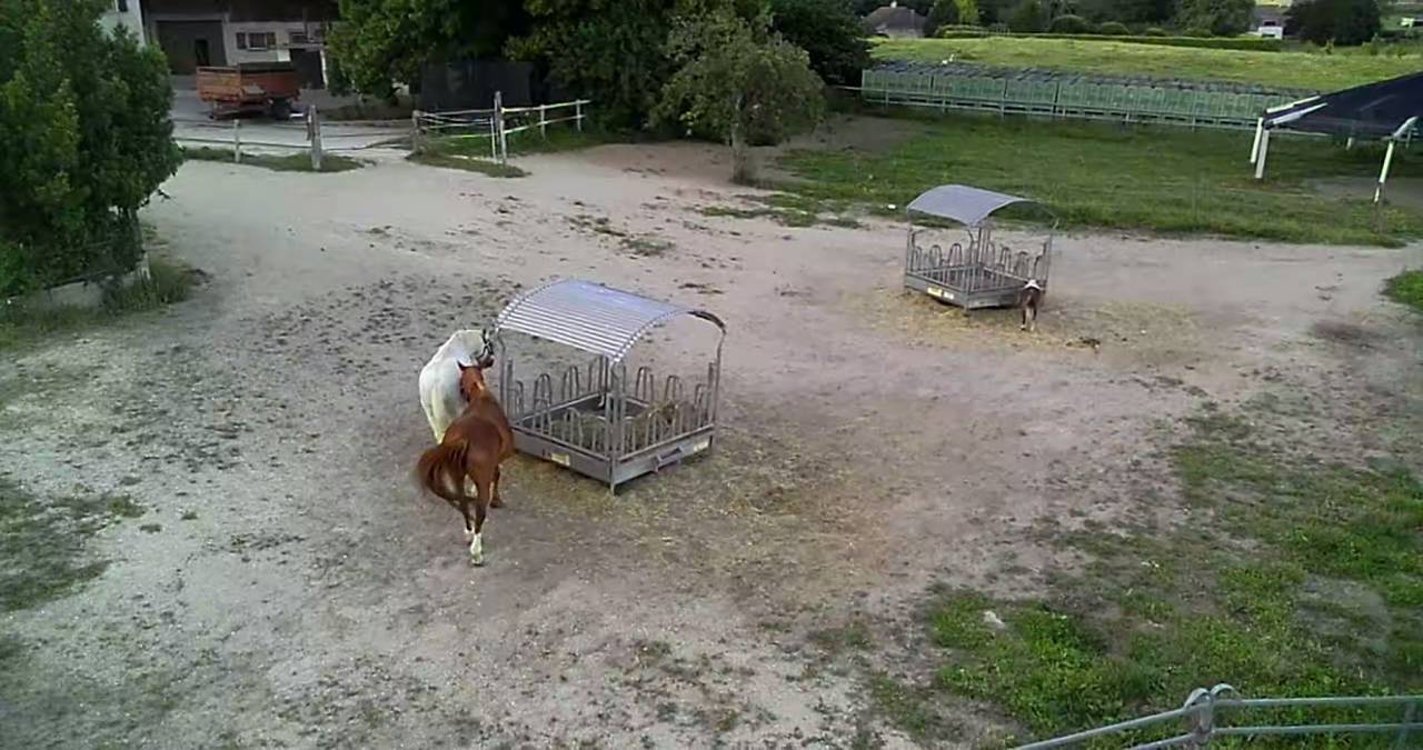 Pension dans ecurie active en troupeau sur herbe