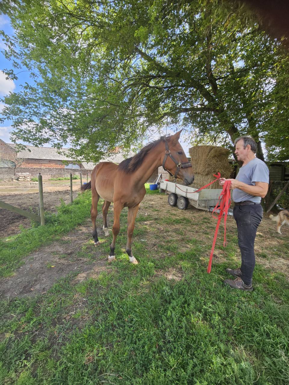 Superbe étalon 1 an CSO