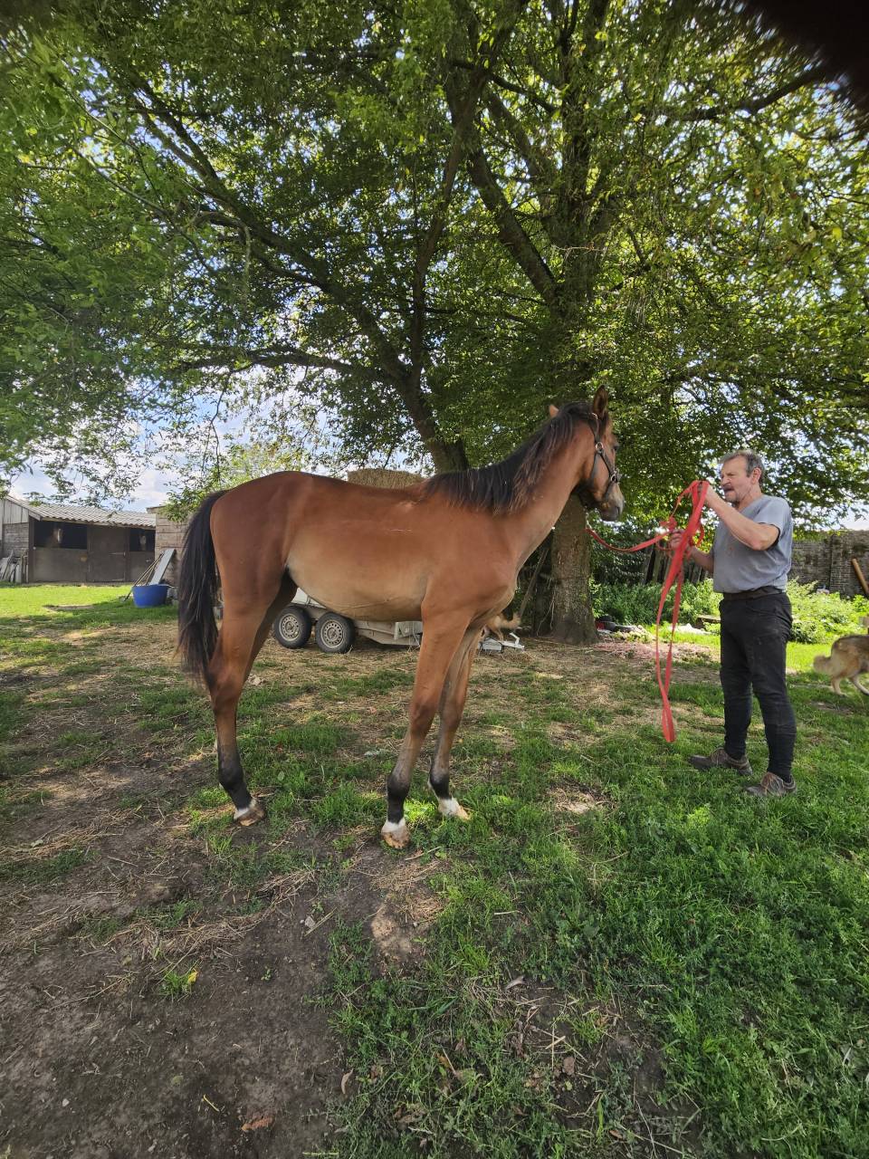 Superbe étalon 1 an CSO