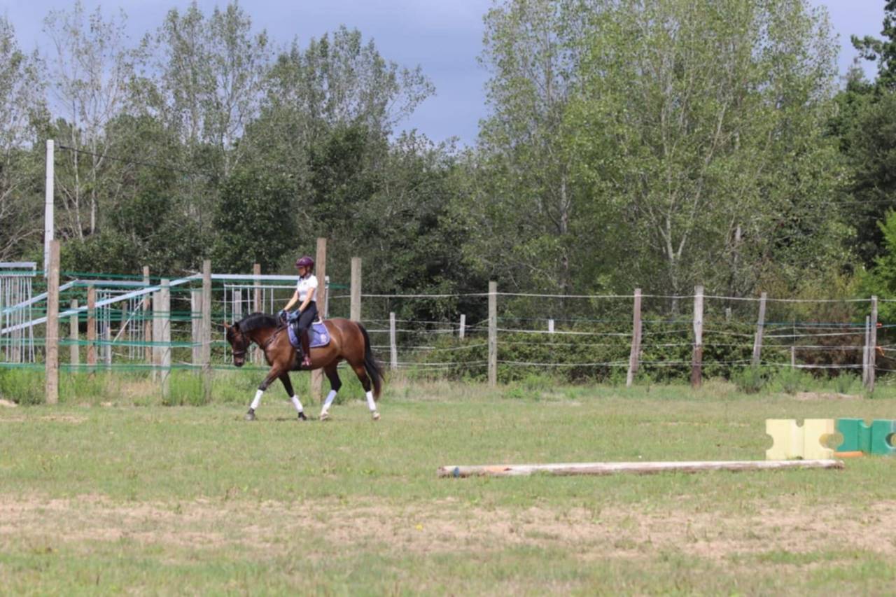 Adorable jument Selle Français de 5 ans