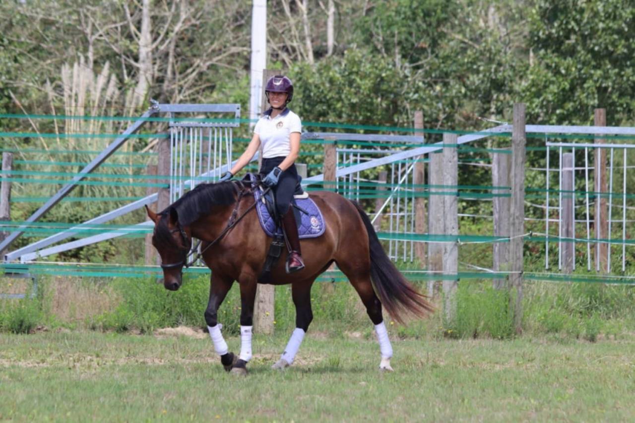 Adorable jument Selle Français de 5 ans