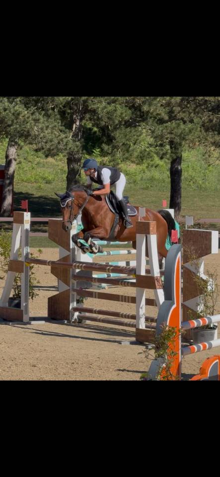 Jument KWPN Cheval de Sport Néerlandais A vendre 2011 Bai brun par CANTURANO