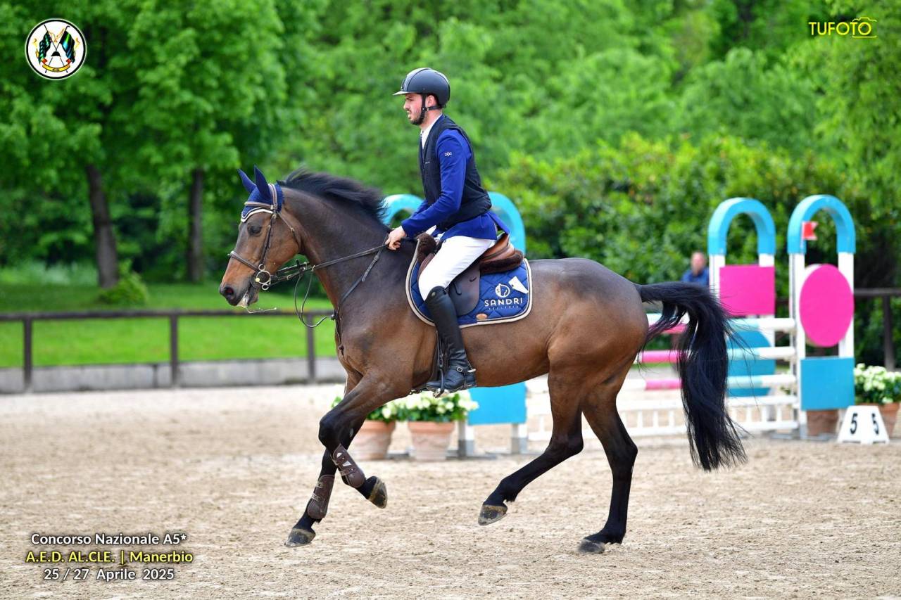 Hongre Holsteiner A vendre 2017 Bai brun par Van Gogh