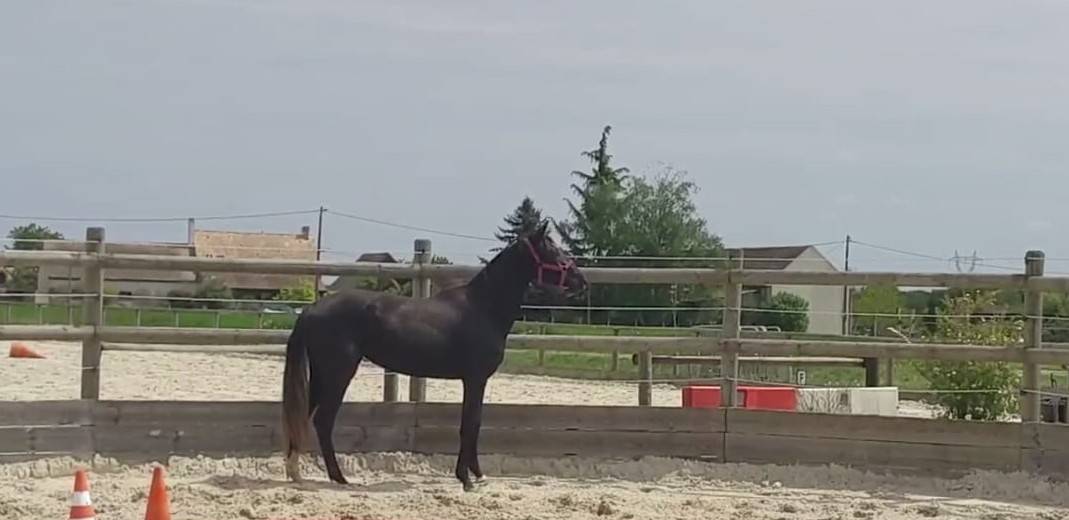 Pouliche 2 ans par Qlassic BM