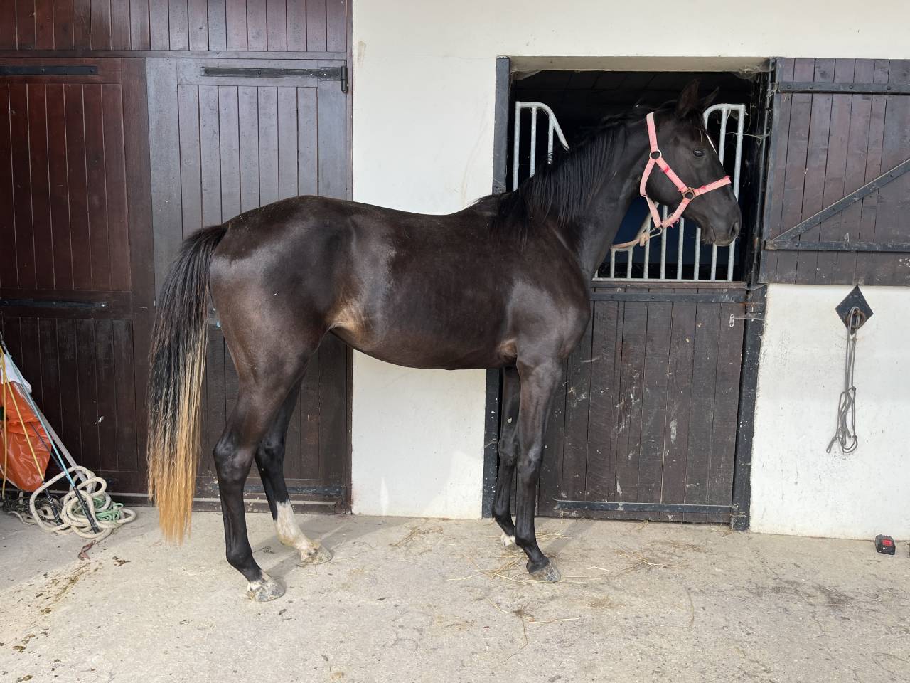 Pouliche 2 ans par Qlassic BM