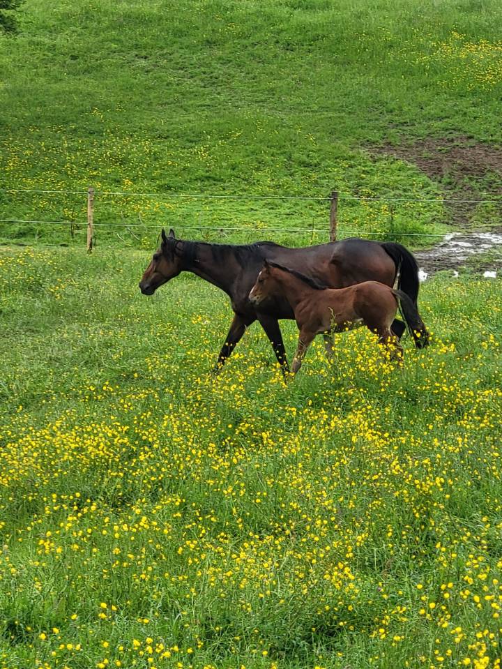 Pension pré / pension retraite  allier
