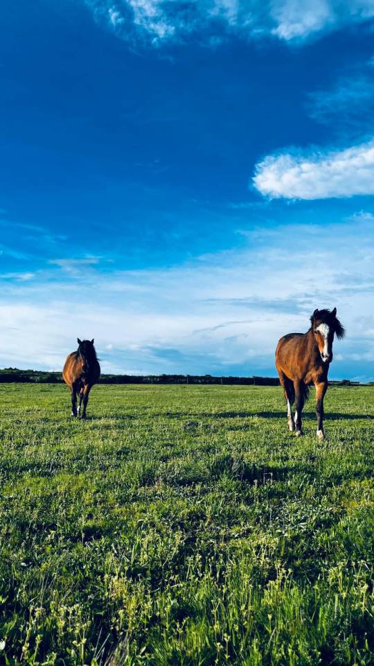 Pension pr&eacute;/retraite/ reproduction /insemination Allier
