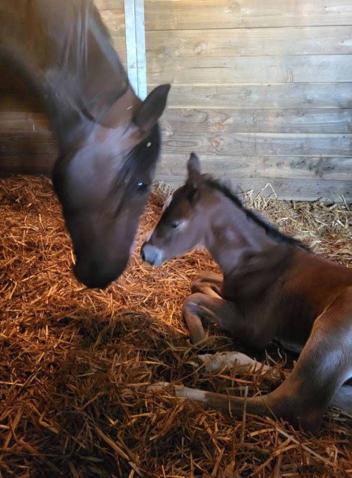 Pension pr&eacute;/retraite/ reproduction /insemination Allier