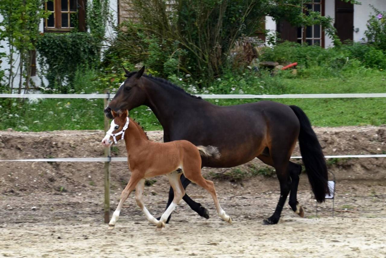 A VENDRE, YEARLING CHAMPION DE FRANCE