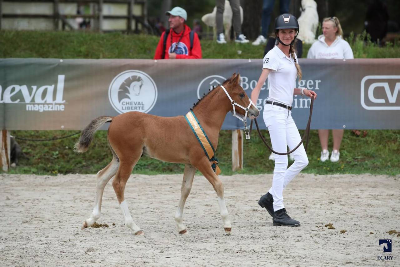 A VENDRE, YEARLING CHAMPION DE FRANCE