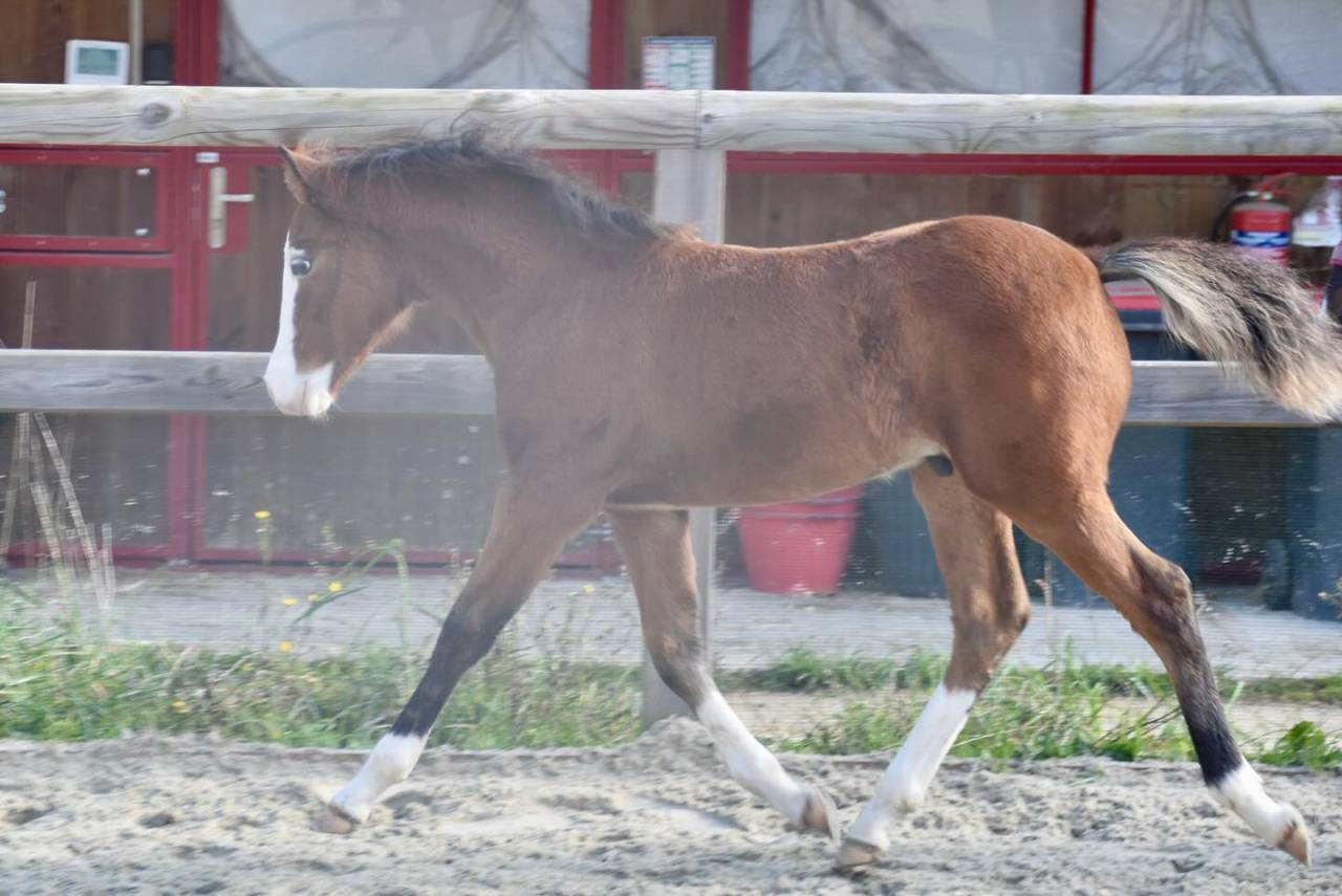 A VENDRE, YEARLING CHAMPION DE FRANCE