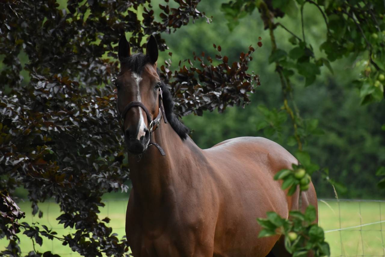 TOP Jument cso Children / amateur Elite