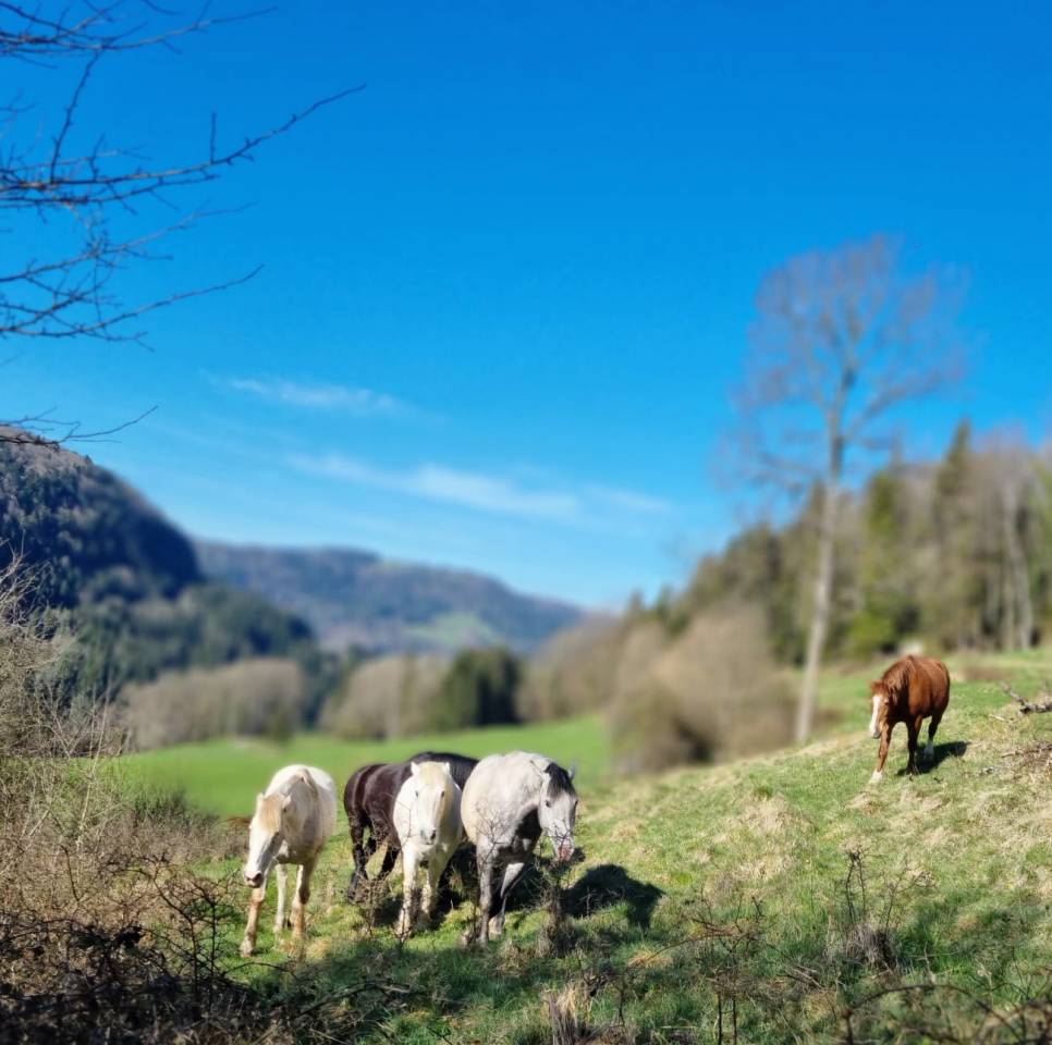 Pension chevaux - Ferme sur le Rang - Goumois (Suisse)
