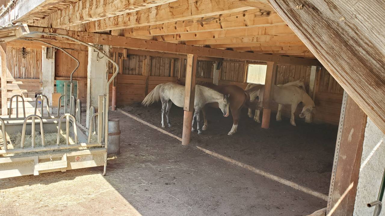 Pension chevaux - Ferme sur le Rang - Goumois (Suisse)