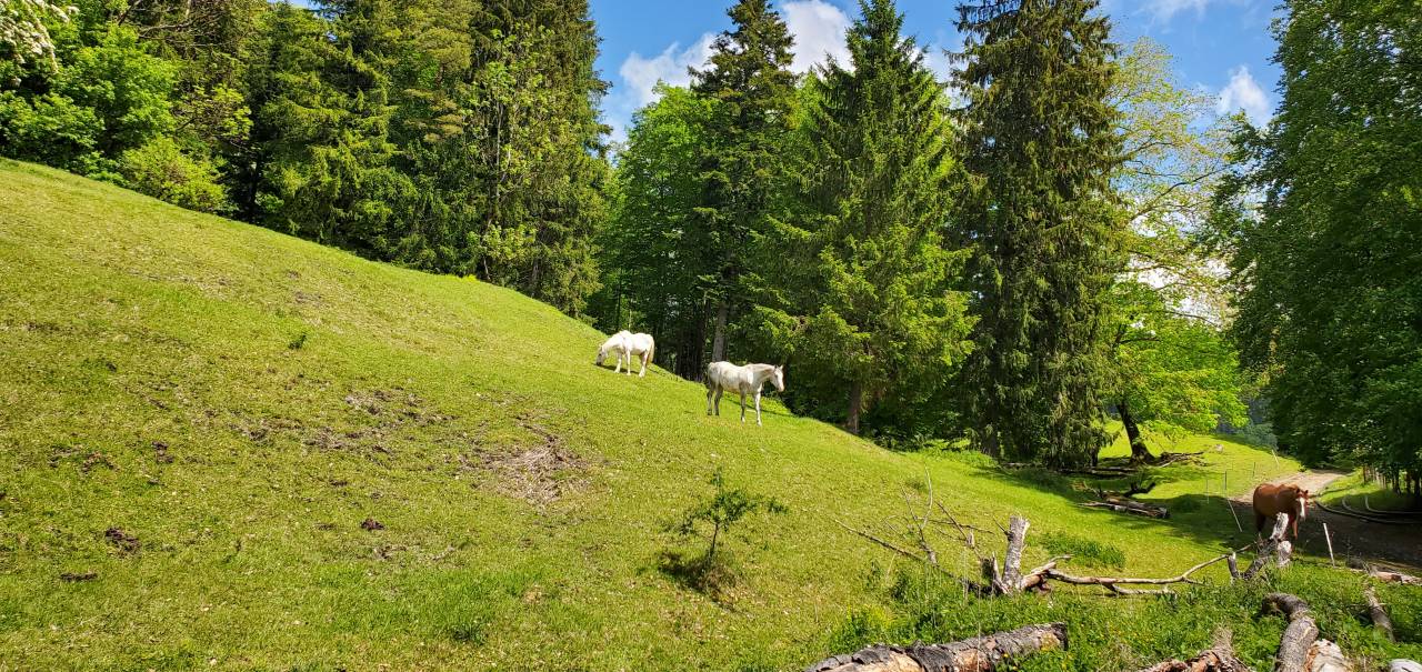 Pension chevaux - Ferme sur le Rang - Goumois (Suisse)