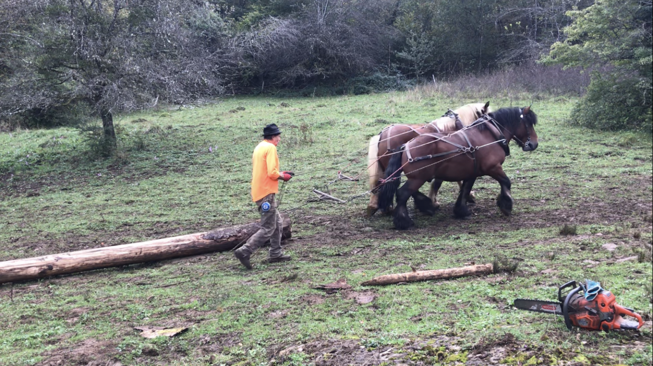 Trait ardennais entier à vendre