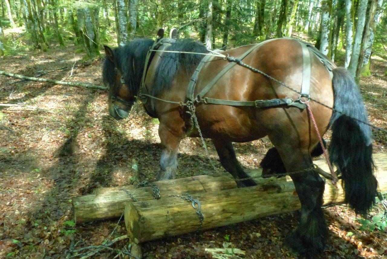 Trait ardennais entier à vendre