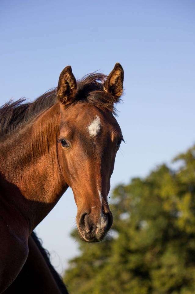 Poulain Selle français Joker d'Euskadi mère iso 137