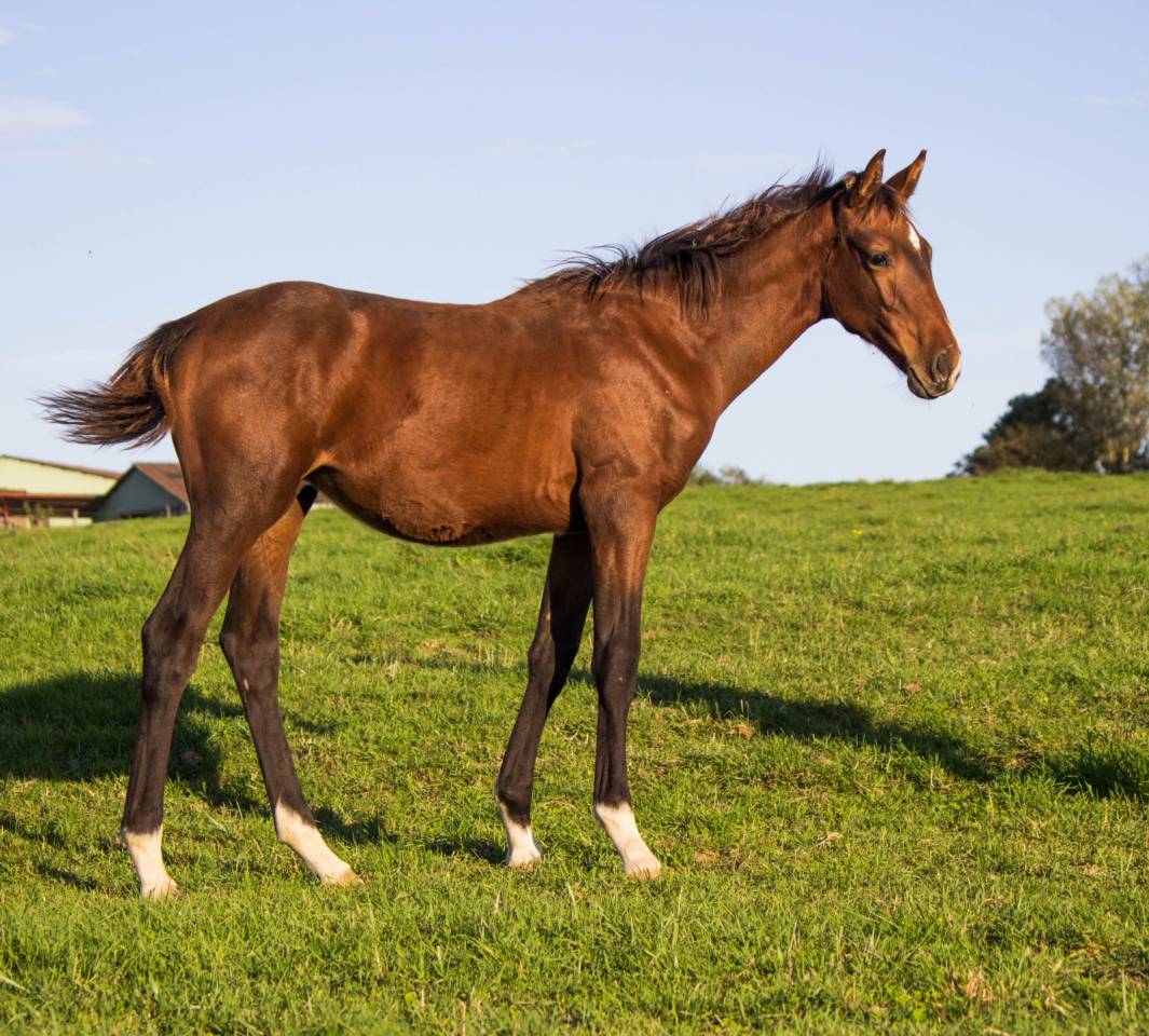Poulain Selle français Joker d'Euskadi mère iso 137